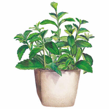 Illustration of a bushy stevia plant with serrated, bright green leaves on multiple upright stems, growing in a textured beige pot against a plain white background.