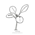 Line drawing of a young stevia seedling with a thin stem, two rounded seed leaves, and two emerging true leaves, labeled "Seedling" beneath the illustration.