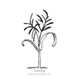 Line drawing of a young corn-like seedling with two curved lower leaves and a tuft of narrow upper leaves atop a slender stem, labeled "Seedling."