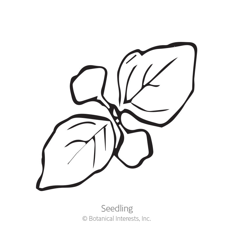 Line drawing of a young seedling with rounded cotyledon leaves and two pointed true leaves showing visible veining, labelled "Seedling" beneath.