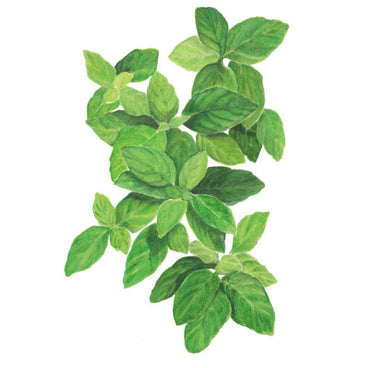Botanical illustration of lemon basil showing clusters of pointed, veined green leaves in varying light and dark shades, arranged on branching stems against a plain white background.