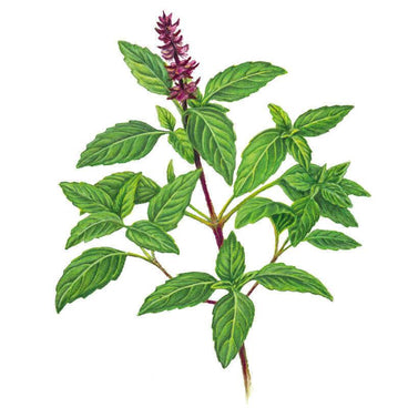 Botanical illustration of a Thai basil sprig with a purple-tinged stem, serrated green leaves, and a spiky purple-pink flower spike at the top, set against a plain white background.