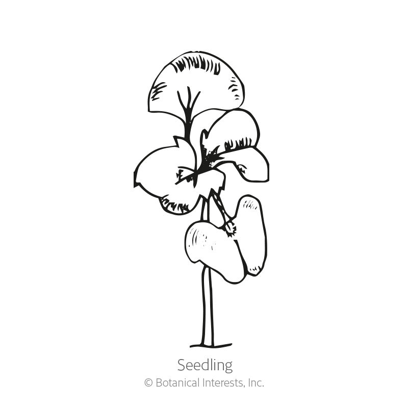 Line drawing of a young Thai basil seedling, showing a single stem with a pair of rounded lower leaves below a larger set of upper leaves, labelled "Seedling".