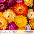 Close-up of strawflower blooms in a dense cluster showing papery, daisy-like petals in magenta, orange, yellow, and cream with dark seed-filled centers, labeled "Strawflower Choice Blend" by Botanical Interests.