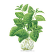 Illustration of a glass vase with Noga Basil leaves on a white background
