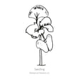 Black line drawing of Noga Basil seedling in a white background