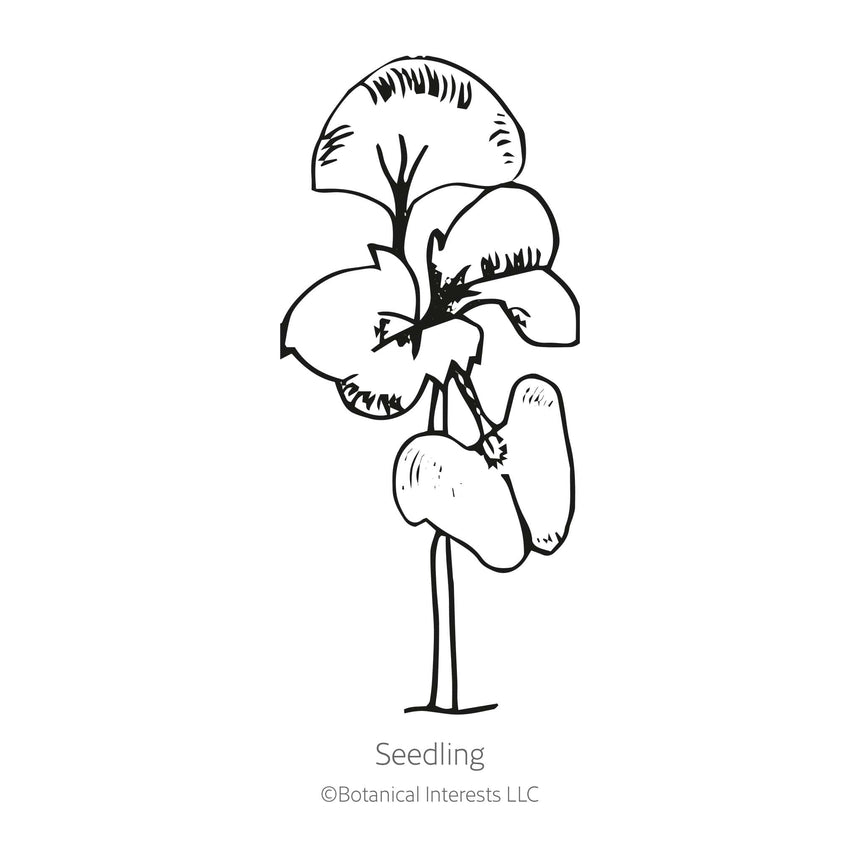 Black line drawing of Noga Basil seedling in a white background