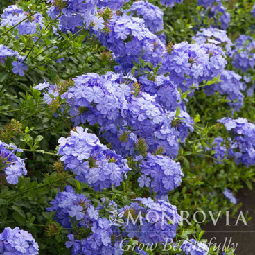 Royal Cape plumbago shrub covered in dense clusters of pale blue, star-shaped flowers amid glossy green foliage, with a Monrovia watermark in the lower corner.
