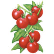 Detailed illustration of Glacier bush tomato plants showing a cluster of seven glossy red round tomatoes with green calyxes on a vine, surrounded by pointed serrated leaves.