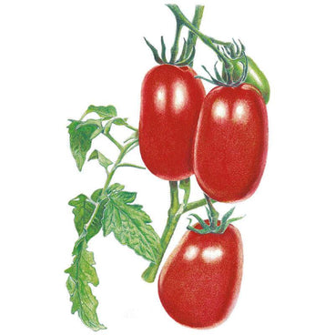 Detailed illustration of Roma tomatoes on the vine, showing three glossy oblong red fruits and one unripe green fruit clustered among serrated green leaves against a plain white background.