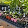 Rows of pink, green, and orange 6-cell seed starting trays filled with soil and young seedlings, each marked with a blank plant label, sitting in a garden bed among larger leafy plants.