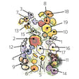 Illustrated key to a wildflower mix showing 19 numbered blooms, including yellow, orange and red daisy-like flowers, blue and purple clustered petals, poppies, and feathery seed heads, each outlined and numbered from 1 to 19 for identification against the packet's variety list.