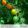 A cluster of Sun Gold cherry tomatoes on the vine showing every ripening stage from deep green to golden orange, surrounded by fuzzy green foliage, with text identifying the variety as Tomato Cherry Sun Gold.