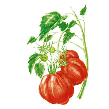 Illustrated botanical drawing of ribbed, deep-red oxheart tomatoes clustered on a leafy vine, with smaller unripe green tomatoes also visible among the foliage.