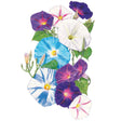 Botanical illustration of morning glory flowers in a mixed cluster, showing trumpet-shaped blooms in deep purple, sky blue, white, and pink-striped patterns alongside heart-shaped green leaves and curling buds on a white background.