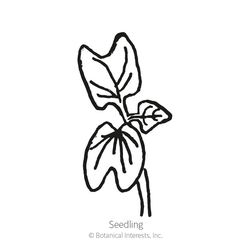 Black and white line illustration of a young morning glory seedling with lobed, heart-shaped leaves on a slender stem, labeled "Seedling" beneath it.