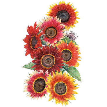 Botanical illustration of Drop Dead Red sunflowers showing seven blooms with dark centres and petals ranging from deep burgundy-red to orange and yellow-tipped variants, accompanied by serrated green leaves against a white background.