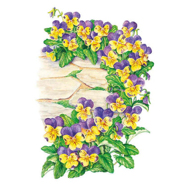 Illustration of Johnny-Jump-Up violas with purple and yellow bicolor blooms and green leaves spilling over a flagstone wall with moss between the stones.