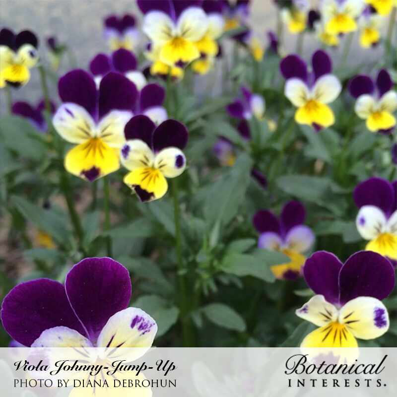 Cluster of Johnny-Jump-Up violas in bloom, showing deep purple upper petals and yellow lower petals streaked with dark purple veining, growing among green foliage in a garden bed; text credits the photo to Diana DeBrohun for Botanical Interests.