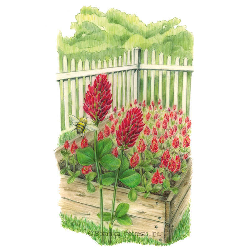 Illustration of crimson clover cover crop growing densely in a raised wooden garden bed, showing tall spiked crimson-red flower heads and clover-shaped green leaves with a bumblebee visiting one bloom, set against a white picket fence and hedge.