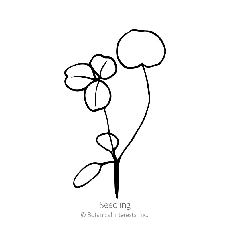 Black and white line drawing of a crimson clover seedling, showing a single taproot, two rounded seed leaves, and a young stem with a small emerging cloverleaf, labeled "Seedling".