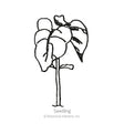 Line drawing of a young bean seedling on a single stem with rounded seed leaves and one emerging true leaf, labeled "Seedling" beneath.
