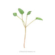 Illustration of an upland cress microgreen seedling with four small oval green leaves branching from a slender reddish-green stem, shown against a plain white background.
