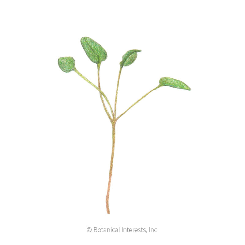 Illustration of an upland cress microgreen seedling with four small oval green leaves branching from a slender reddish-green stem, shown against a plain white background.