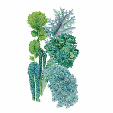 Botanical illustration featuring a variety of kale leaves, including Lacinato, curly green, red russian, and blue curled varieties, on a white background for Premier Blend Kale Seeds.