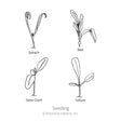 Line drawing labelled "Seedling" showing four distinct young sprouts side by side—spinach, beet, Swiss chard, and lettuce—each illustrating the shape and arrangement of their first leaves for identification purposes.