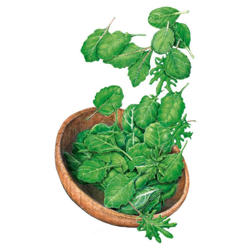 Illustration of a wooden bowl heaped with mixed baby salad greens, showing rounded spinach-like leaves alongside jagged, deeply lobed varieties in varying shades of green, with extra leaves spilling over the rim.