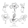 Line drawing diagram labelled "Seedling" showing six distinct seedling shapes with rounded cotyledons and true leaves, each identified by name: broccoli, bok choy, collards, kale, kohlrabi, and turnip.