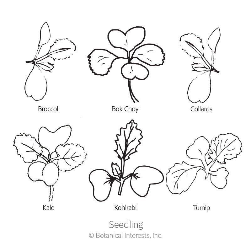 Line drawing diagram labelled "Seedling" showing six distinct seedling shapes with rounded cotyledons and true leaves, each identified by name: broccoli, bok choy, collards, kale, kohlrabi, and turnip.