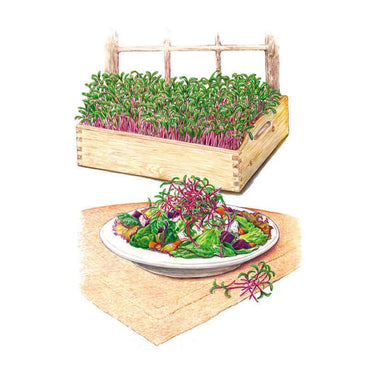 Illustration of a wooden crate densely filled with red-stemmed beet microgreens above a plated salad garnished with the same sprouts, showing how the harvested greens can be used.