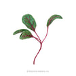 Illustration of an Early Wonder beet microgreen seedling with three oval green leaves and prominent magenta veins branching from a curved crimson stem, on a white background.