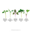 Diagram illustrating the five microgreen seedling varieties in the Jazzy Mix blend, each labeled with name and percentage: Mustard Sawtooth and Cress Peppergrass at 30% each with slender green leaves, Cabbage Red Acre and Mustard Red Giant at 15% each showing broader reddish-tinged and green leaves, and Radish China Rose at 10% with small rounded leaves on a purple stem.