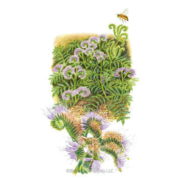 Botanical illustration of a Lacy Phacelia plant with purple flowers, green foliage, and a bee flying near the top against a white background.