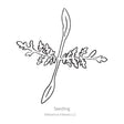 Black and white line drawing illustration of a Lacy Phacelia seedling with lobed true leaves, featuring the text "Seedling" at the bottom.
