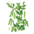 A botanical illustration of Little Marvel Petite Shelling Pea plants with pods, leaves, and tendrils on a plain white background.