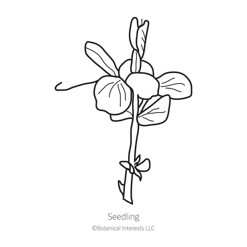 Line drawing of a Little Marvel Petite Shelling Pea seedling on a white background