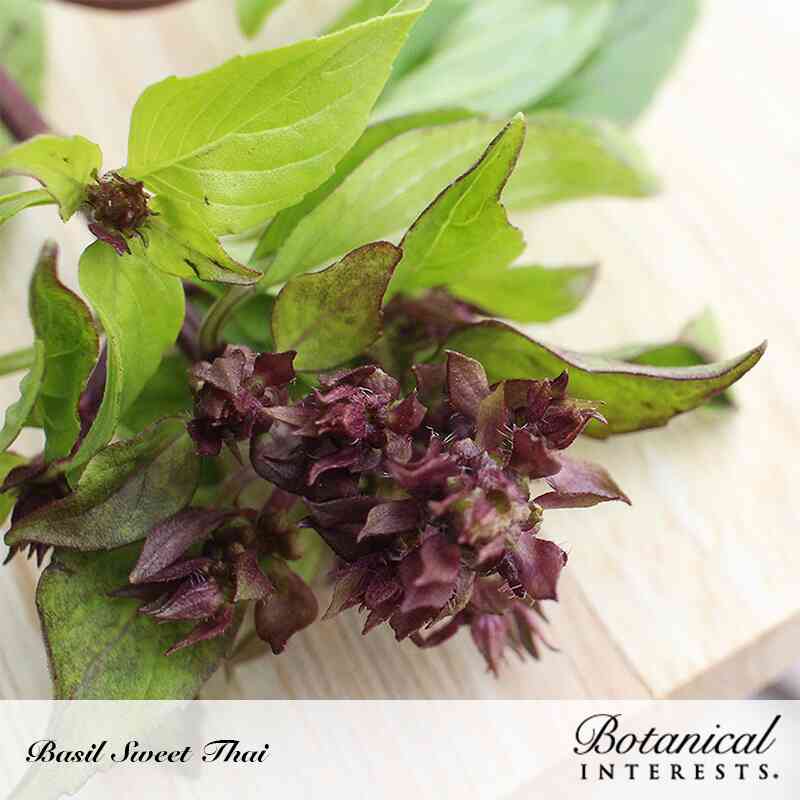 Close-up of Sweet Thai basil with green serrated leaves and clusters of deep purple flower spikes, laid on a wooden surface, with text reading "Basil Sweet Thai" and the Botanical Interests logo.