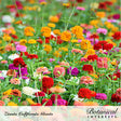 Field of vibrant pink, orange, red, and yellow California Giants zinnia flowers blooming in a garden setting, with 'Zinnia California Giants' and 'Botanical Interests' printed along the bottom edge.