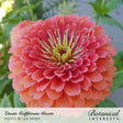 Close-up photo of a vibrant pink California Giants zinnia flower in full bloom, labeled "Zinnia California Giants / Photo by Lea Sweet / Botanical Interests"