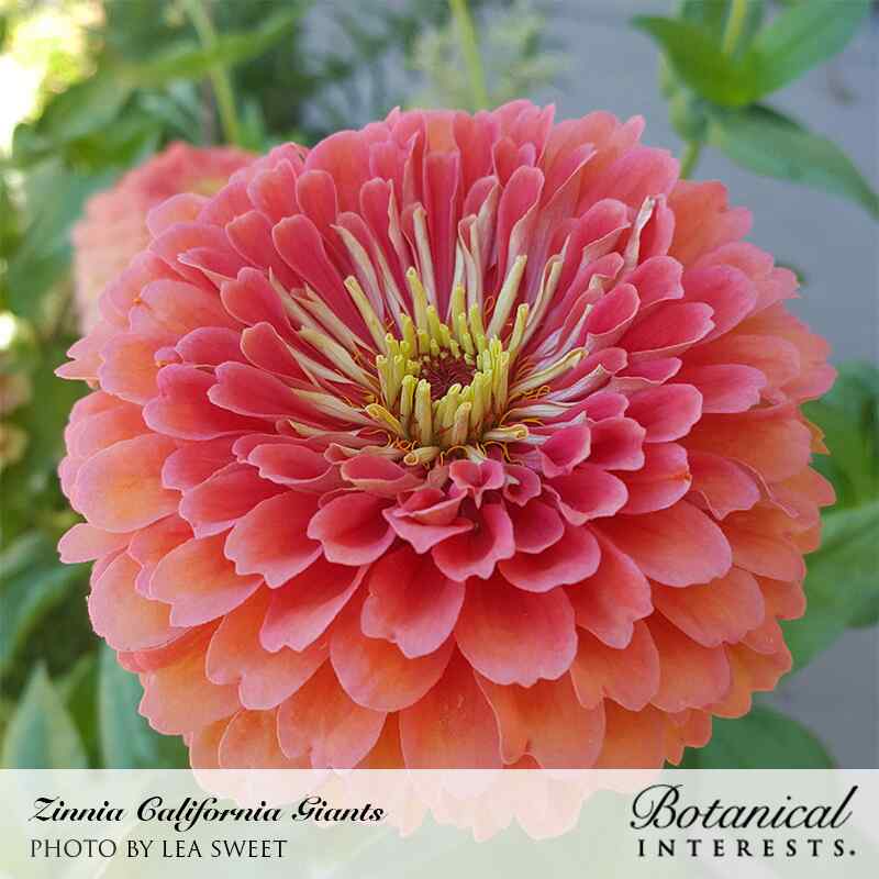 Close-up photo of a vibrant pink California Giants zinnia flower in full bloom, labeled "Zinnia California Giants / Photo by Lea Sweet / Botanical Interests"