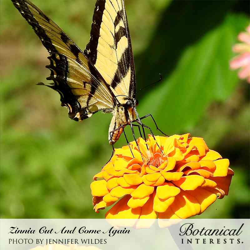 Close-up photo of a Eastern Tiger Swallowtail butterfly resting on a bright yellow zinnia bloom, credited to Jennifer Wildes for Botanical Interests.