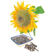 Illustration of a large yellow sunflower bloom next to a small ceramic dish filled with striped seeds for Mongolian Giant Sunflower Seeds