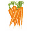 Botanical illustration of a bunch of orange Danvers 126 carrots with bright green leafy tops on a white background.