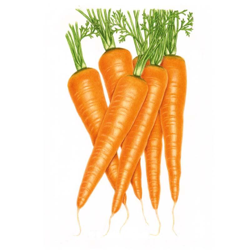 Botanical illustration of a bunch of orange Danvers 126 carrots with bright green leafy tops on a white background.