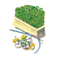 Illustration of a dense tray of green microgreens beside patterned chopsticks and a plated dish garnished with radish slices, sprouts and orange segments, on a white background.