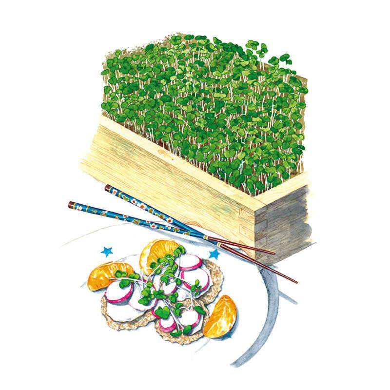 Illustration of a dense tray of green microgreens beside patterned chopsticks and a plated dish garnished with radish slices, sprouts and orange segments, on a white background.